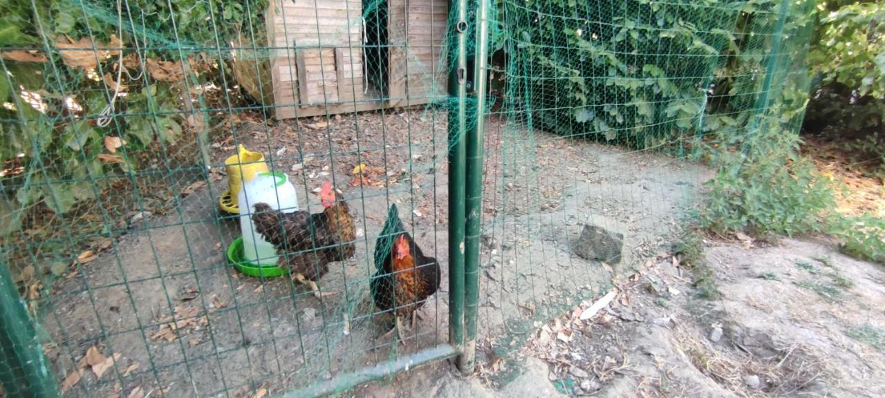 La Demeure Du Figuier Villa Evran Ngoại thất bức ảnh